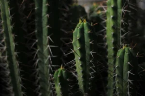Order cactus online