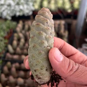 pinecone cactus (tephrocactus articulatus)