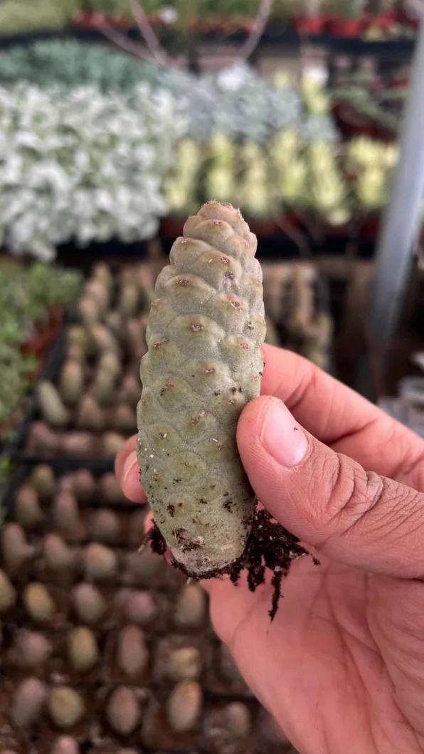 pinecone cactus (tephrocactus articulatus)