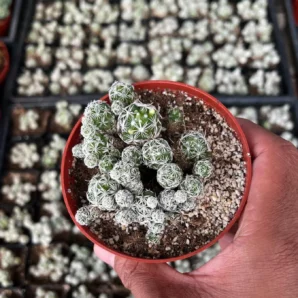 mammillaria gracilis fragilis