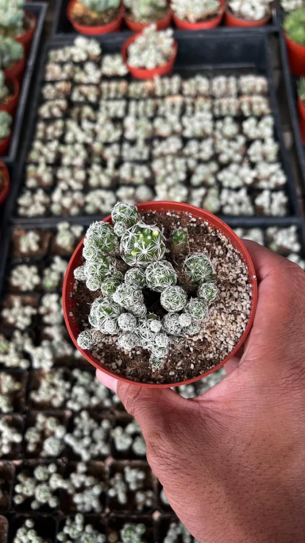 mammillaria gracilis fragilis