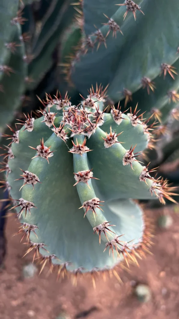 spiral cactus plant