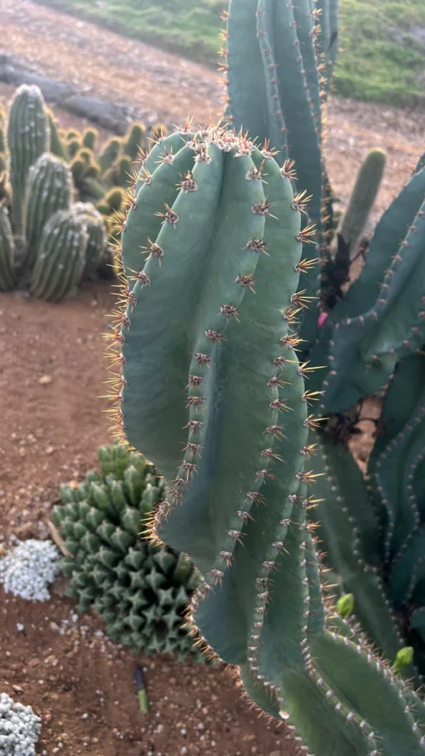 spiral cactus plant