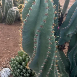 Spiral Cactus Plant