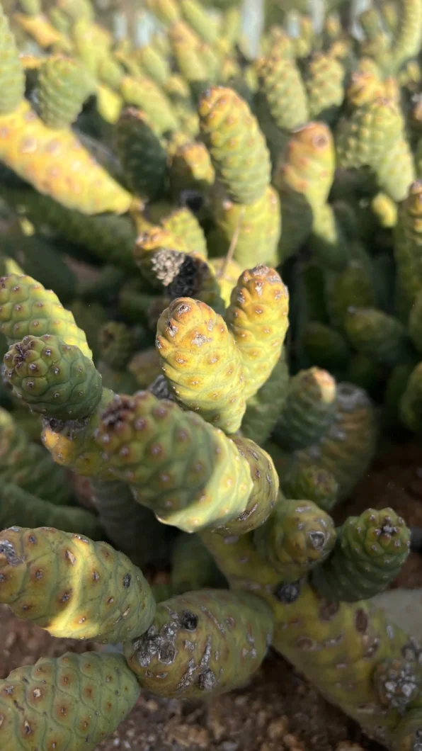 pinecone cactus (tephrocactus articulatus)