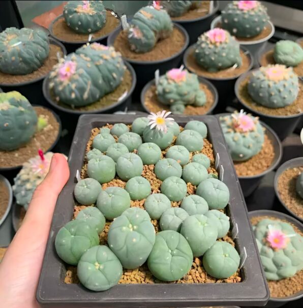 peyote (lophophora williamsii)
