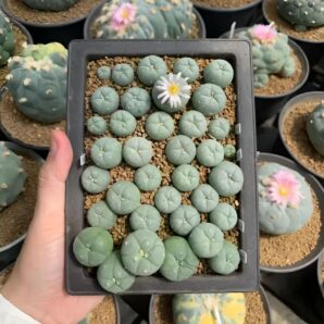 peyote (lophophora williamsii)
