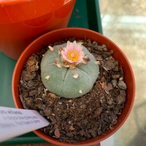 Peyote cactus