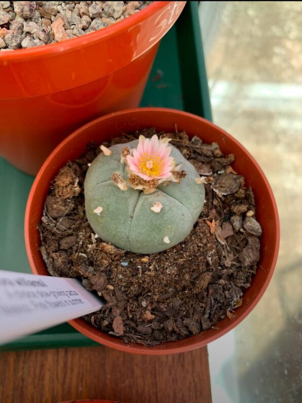 Peyote cactus