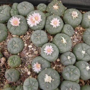 peyote cactus
