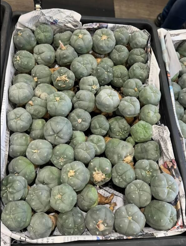 peyote cactus