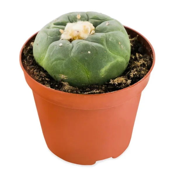 peyote (lophophora williamsii)