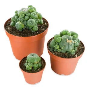 peyote pups lophophora williamsii