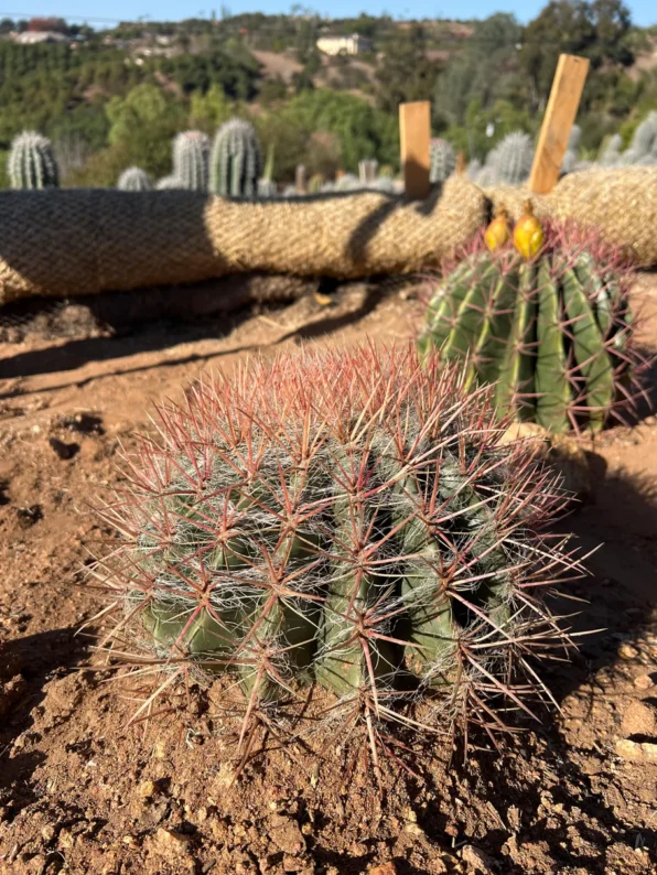 red barrel cactus ferocactus sp.