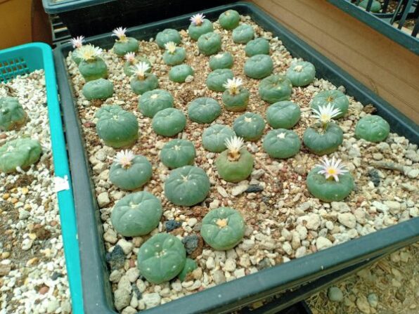 peyote buttons