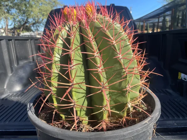 ferocactus pringlei