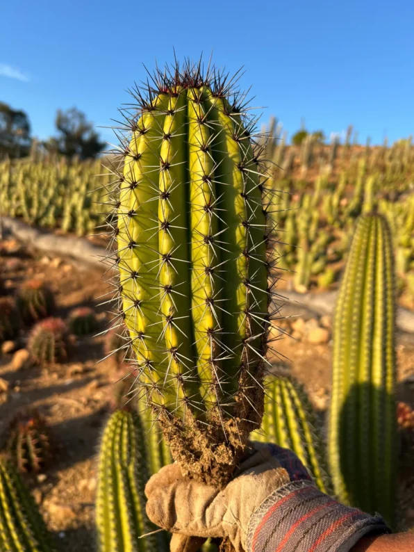 Organ Pipe Cactus - Image 3