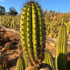 Organ Pipe Cactus