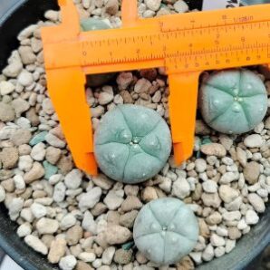 peyote buttons