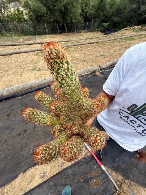 mammillaria elongata copper king