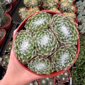 cobweb hens and chicks