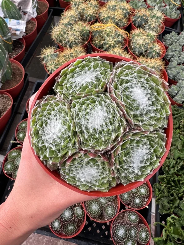 cobweb hens and chicks