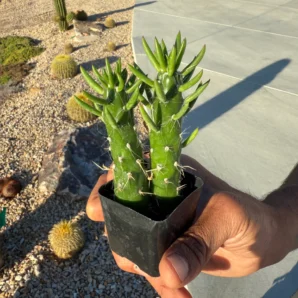 eve's needle cactus (austrocylindropuntia subulata)