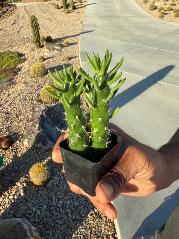 eve's needle cactus (austrocylindropuntia subulata)