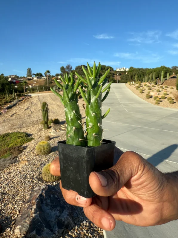 eve's needle cactus (austrocylindropuntia subulata)