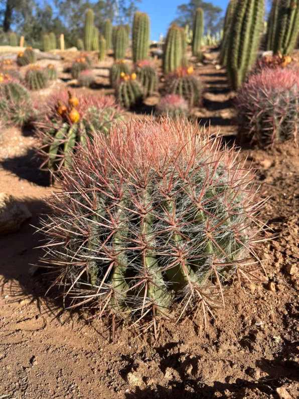 red barrel cactus ferocactus sp.