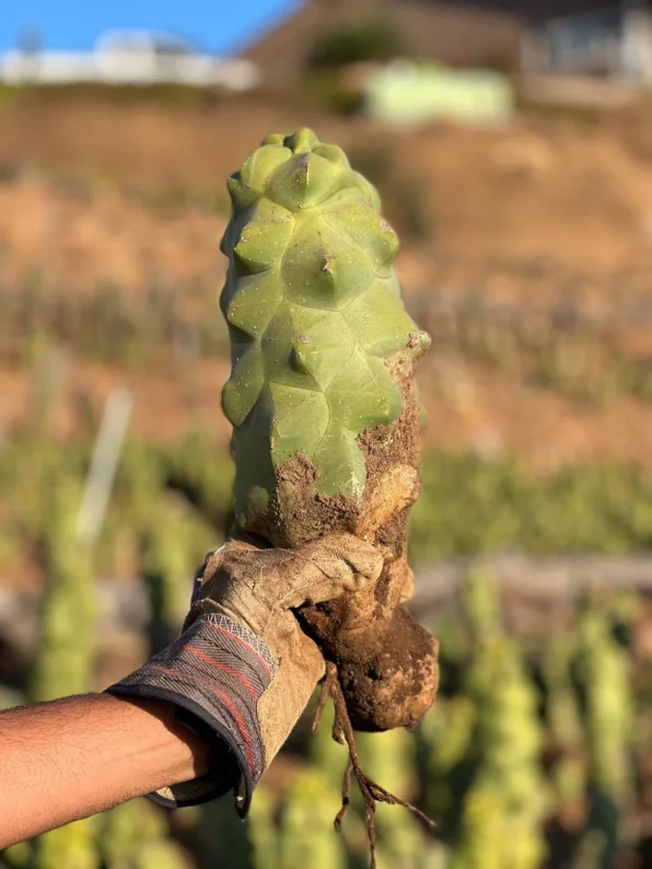 totem pole cactus