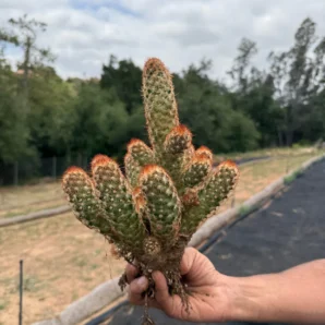 mammillaria elongata copper king