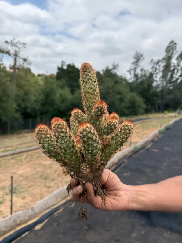 mammillaria elongata copper king