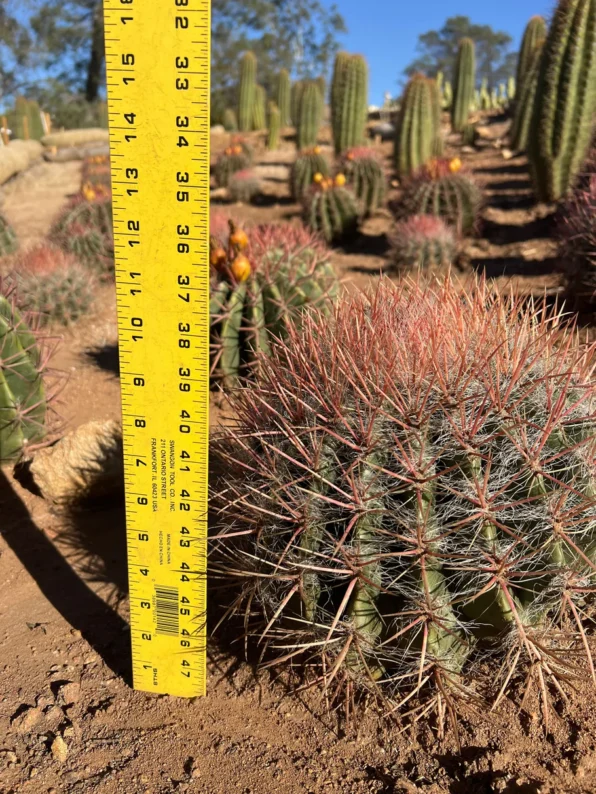 red barrel cactus ferocactus sp.