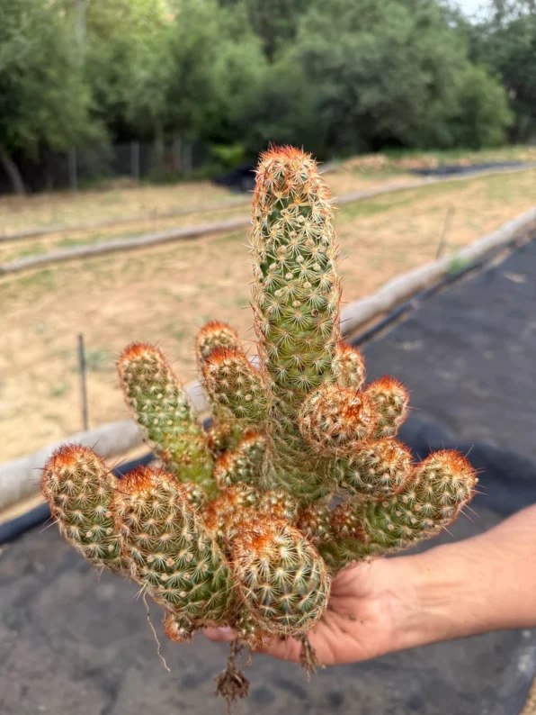mammillaria elongata copper king