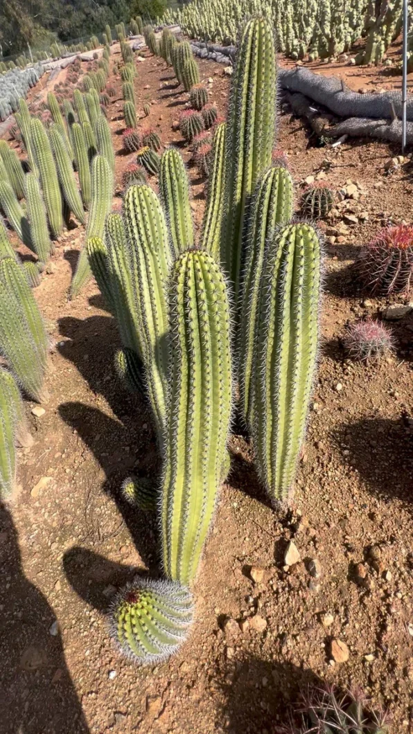 Organ Pipe Cactus - Image 2