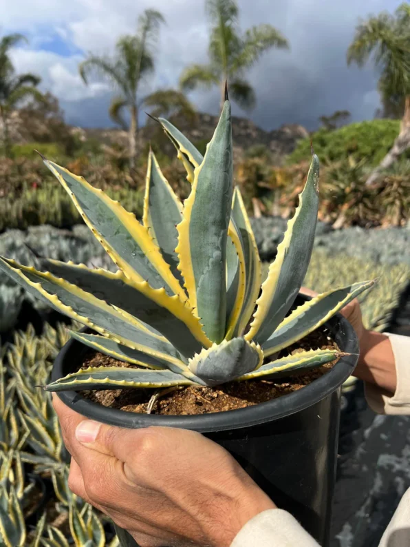 Variegated Century Plant - Image 2