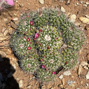 Alt text cactus for sale