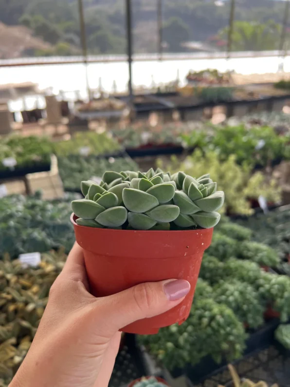 crassula 'moonglow'