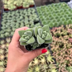 crassula 'moonglow'