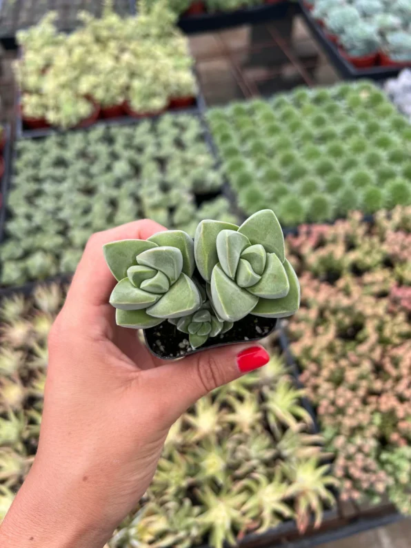 crassula 'moonglow'