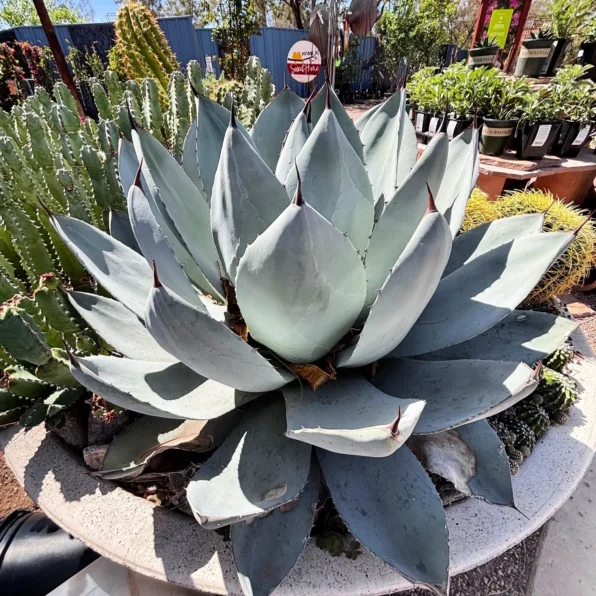 agave parryi truncata