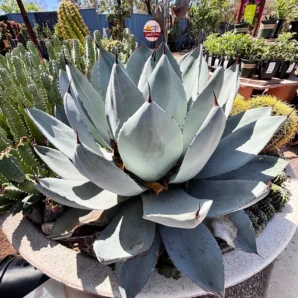 agave parryi truncata