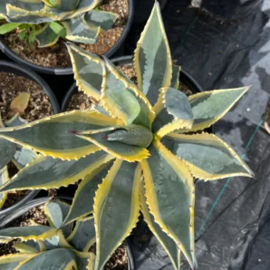 Alt text Agave