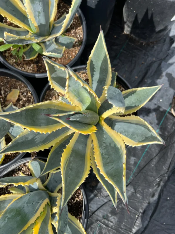 Alt text Agave