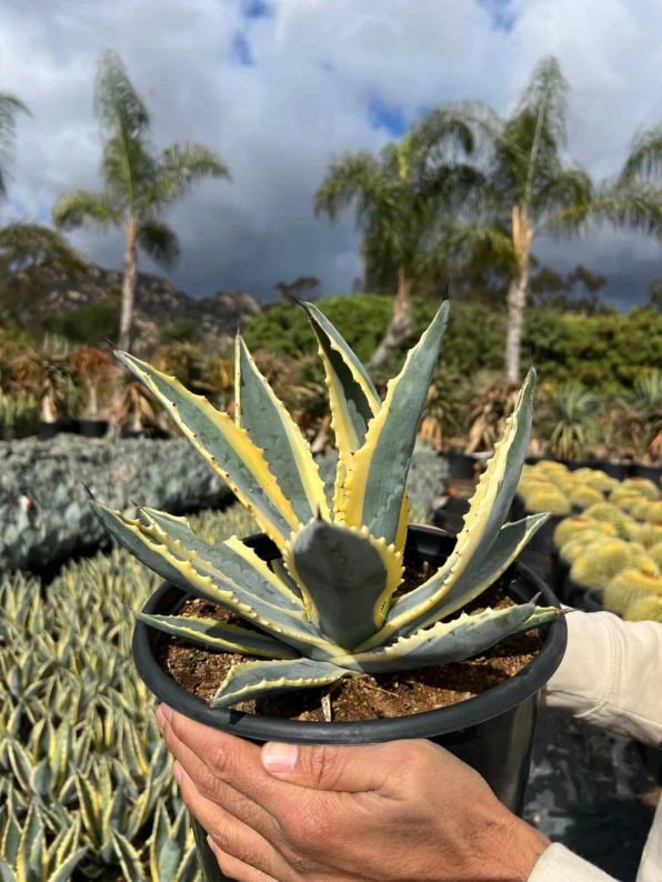 Variegated Century Plant - Image 4
