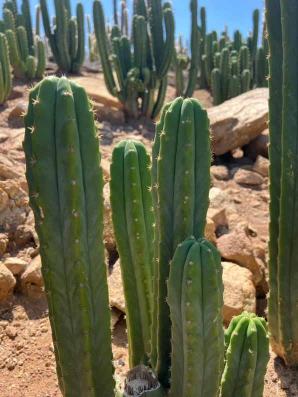 San Pedro Cactus Stand (3-5 Branches) - Image 3