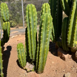 Alt text cactus