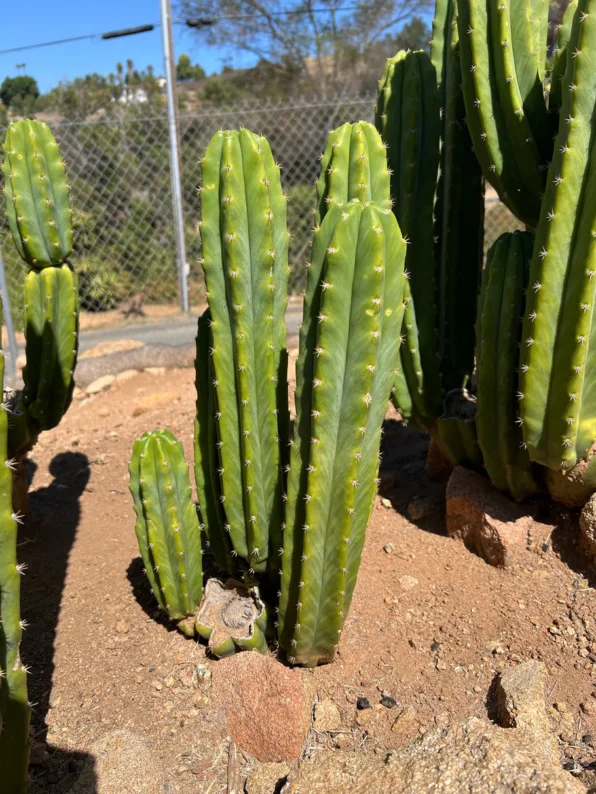 Alt text cactus