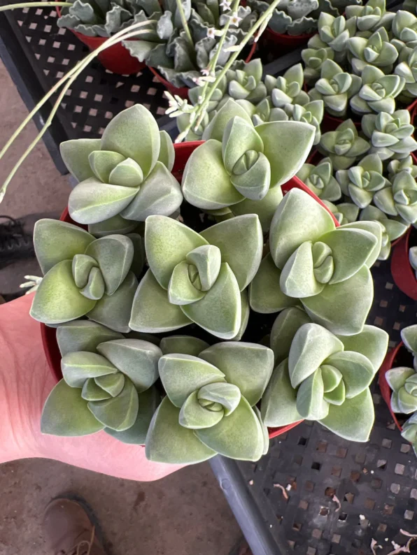 crassula 'moonglow'